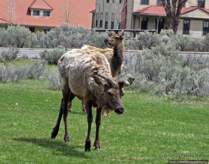 И снова о них... Лоси-олени, или "По газонам не ходить..."