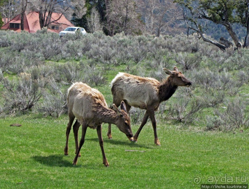 И снова о них... Лоси-олени, или "По газонам не ходить..."