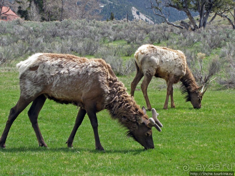 И снова о них... Лоси-олени, или "По газонам не ходить..."