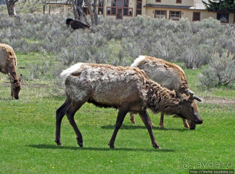 И снова о них... Лоси-олени, или "По газонам не ходить..."