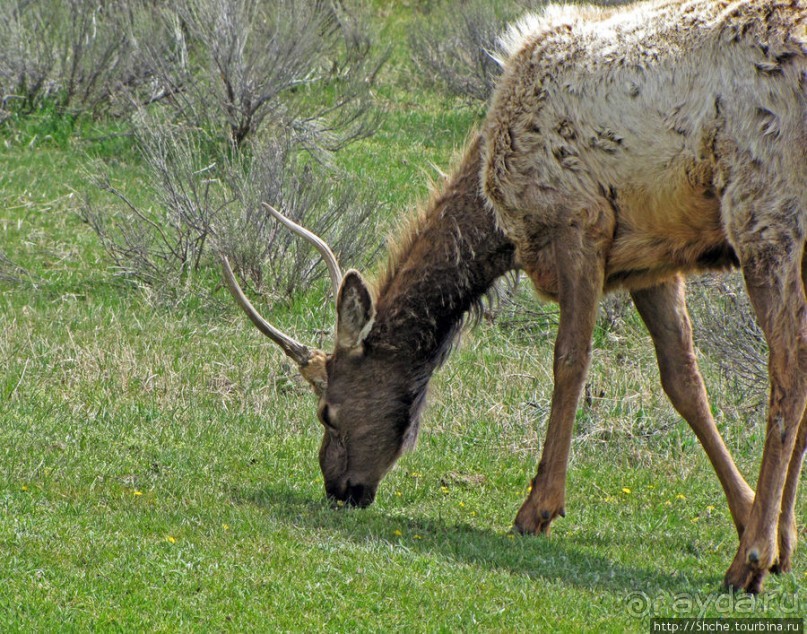 И снова о них... Лоси-олени, или "По газонам не ходить..."