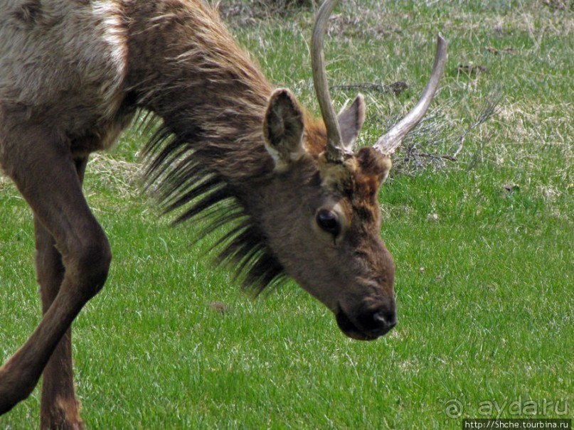 И снова о них... Лоси-олени, или "По газонам не ходить..."