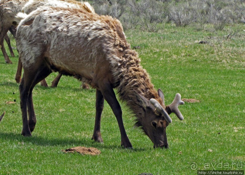И снова о них... Лоси-олени, или "По газонам не ходить..."