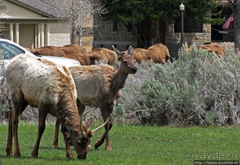 И снова о них... Лоси-олени, или "По газонам не ходить..."