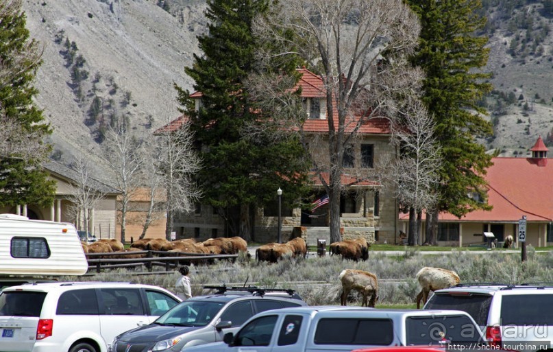 И снова о них... Лоси-олени, или "По газонам не ходить..."