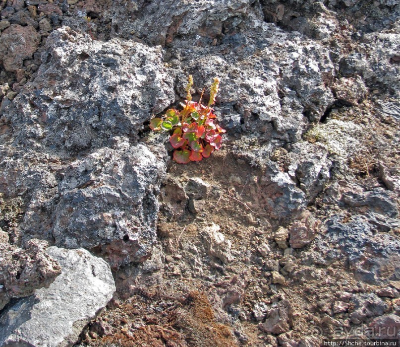 Saxholl - компактный кратер конкретного вулкана