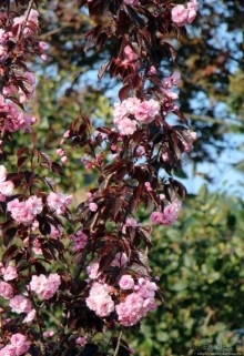 Отлив и солнце — день чудесный... Горей — джерсийский тупик