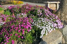 Альбом отзыва "Отлив и солнце — день чудесный... Горей — джерсийский тупик"