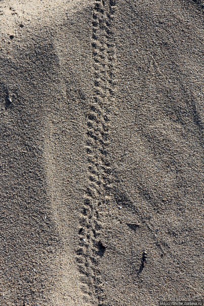 Песчаные дюны на побережье Северной Ирландии