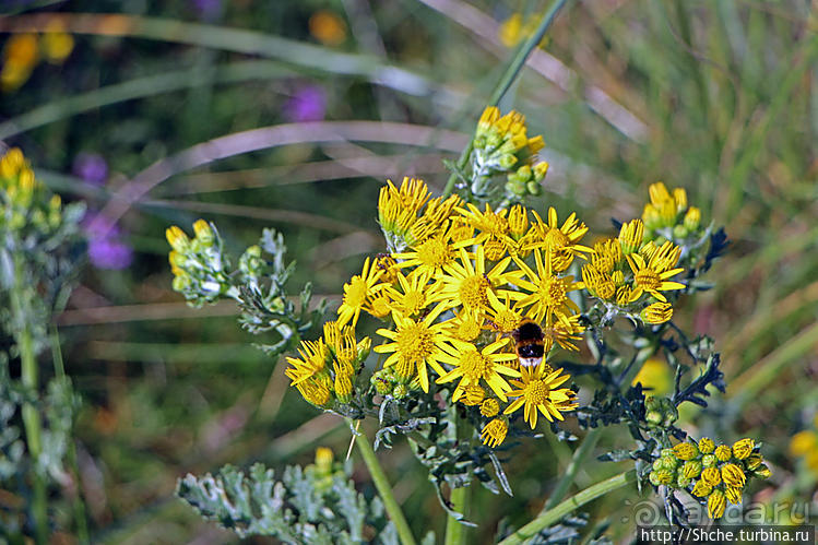 Песчаные дюны на побережье Северной Ирландии