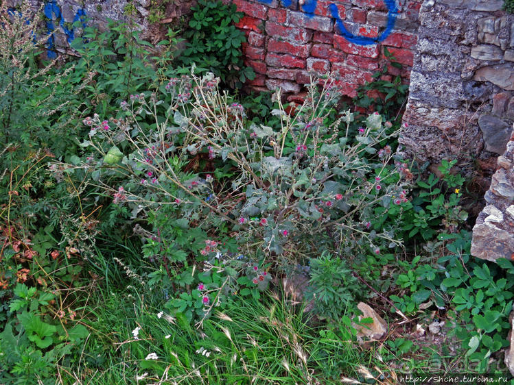 Если уж руины, то пускай они будут такие. Тарнувский замок