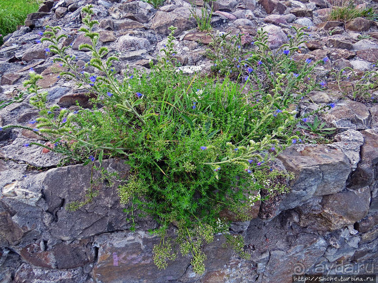 Если уж руины, то пускай они будут такие. Тарнувский замок