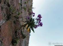 Вертикальные "сады" Джерси