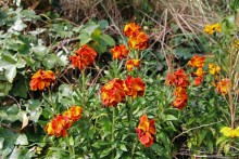 Вертикальные "сады" Джерси