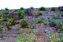 Вертикальные "сады" Джерси