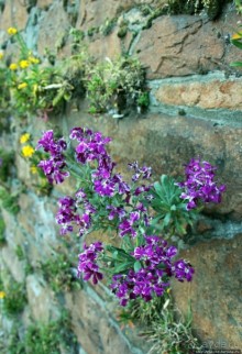 Вертикальные "сады" Джерси