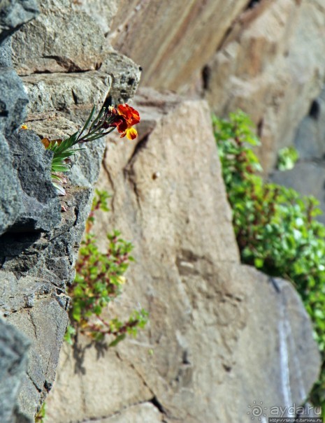 Вертикальные "сады" Джерси