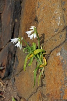 Вертикальные "сады" Джерси