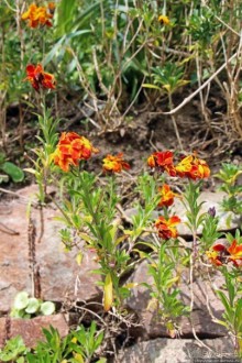 Вертикальные "сады" Джерси