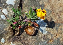 Вертикальные "сады" Джерси