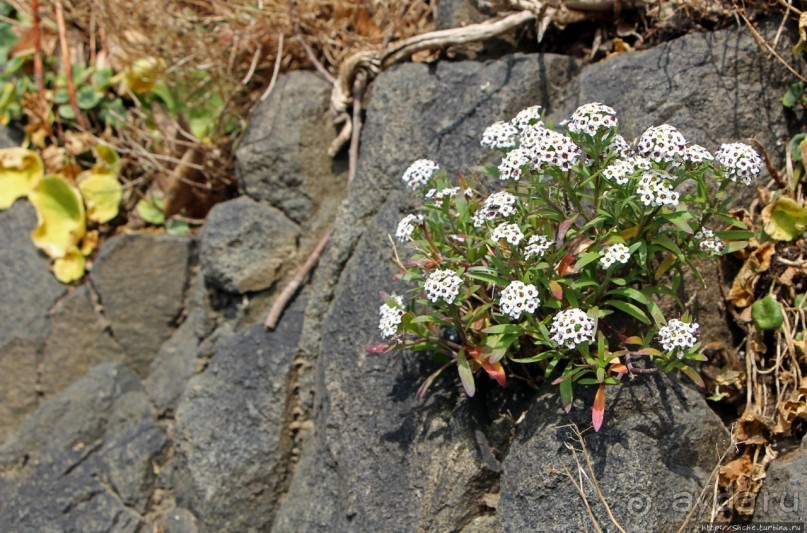 Вертикальные "сады" Джерси