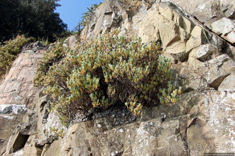 Вертикальные "сады" Джерси
