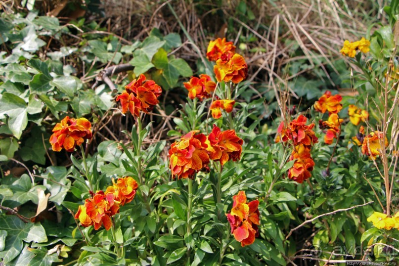 Вертикальные "сады" Джерси