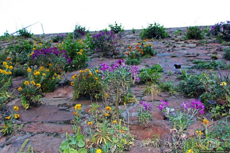 Вертикальные "сады" Джерси