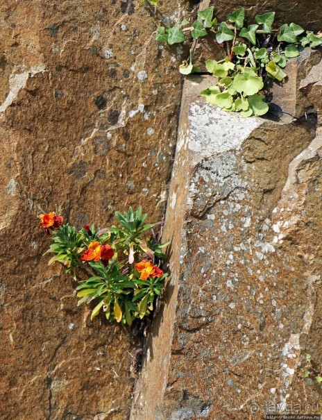 Вертикальные "сады" Джерси