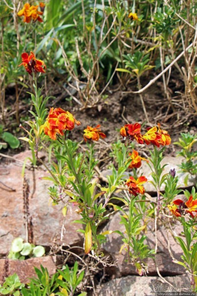 Вертикальные "сады" Джерси