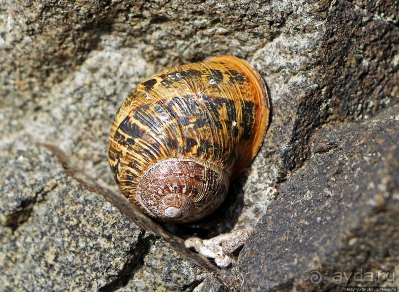 Вертикальные "сады" Джерси