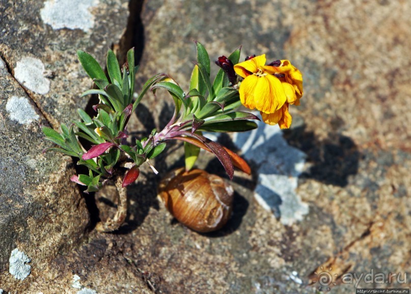 Вертикальные "сады" Джерси