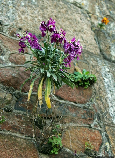 Вертикальные "сады" Джерси