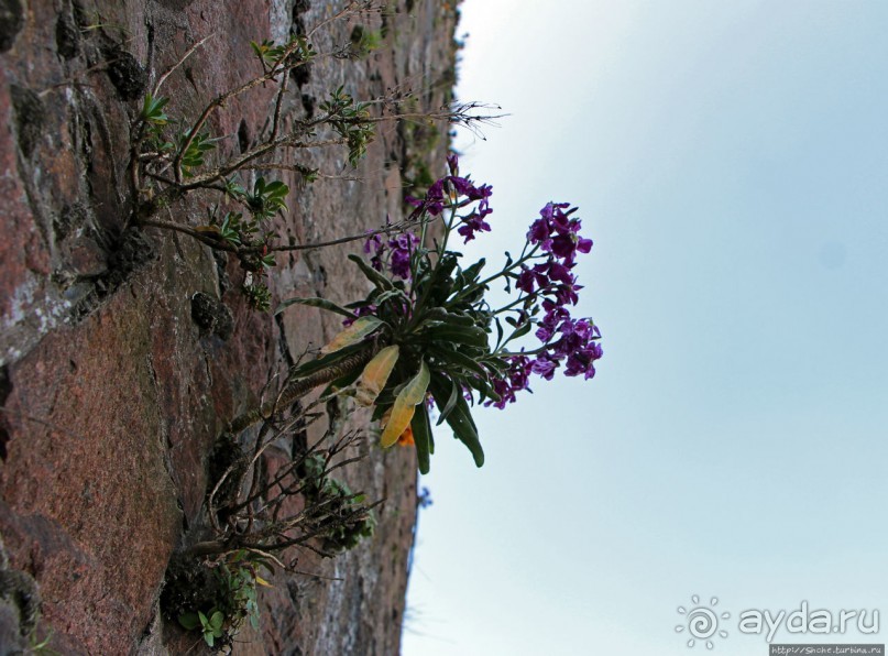 Вертикальные "сады" Джерси