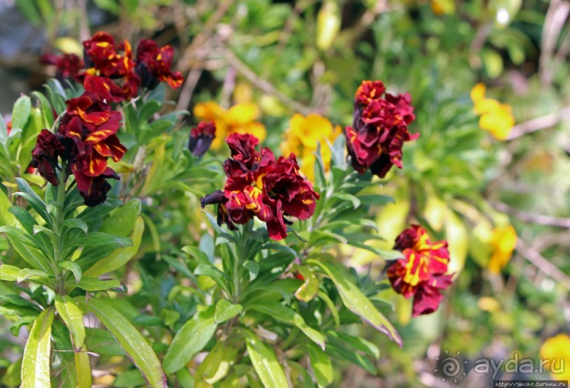 Вертикальные "сады" Джерси