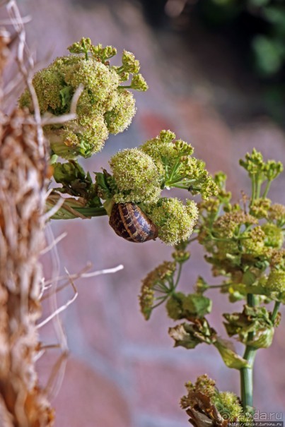 Вертикальные "сады" Джерси