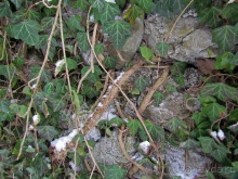 Гора Капуцинов (Kapuzinerberg) - зимний выход "на природу"