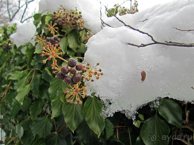Гора Капуцинов (Kapuzinerberg) - зимний выход "на природу"