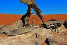 Смерть ей к лицу