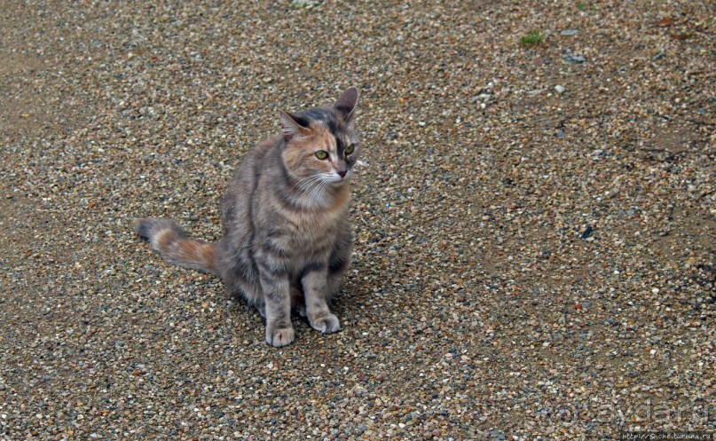 Рыцарь Долины