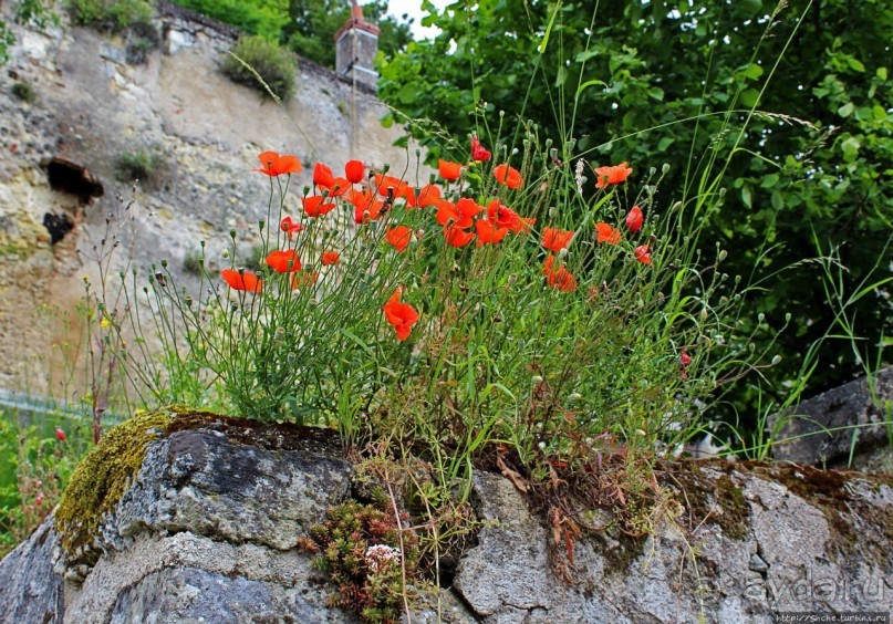 Рыцарь Долины