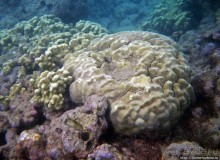 Обитатели Ханаума-Бей — рыбы, кораллы, ежи и... мы недолго