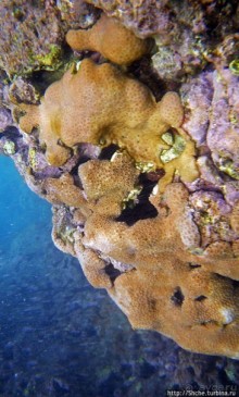 Обитатели Ханаума-Бей — рыбы, кораллы, ежи и... мы недолго