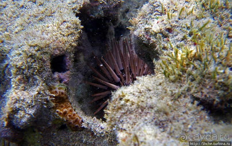 Обитатели Ханаума-Бей — рыбы, кораллы, ежи и... мы недолго