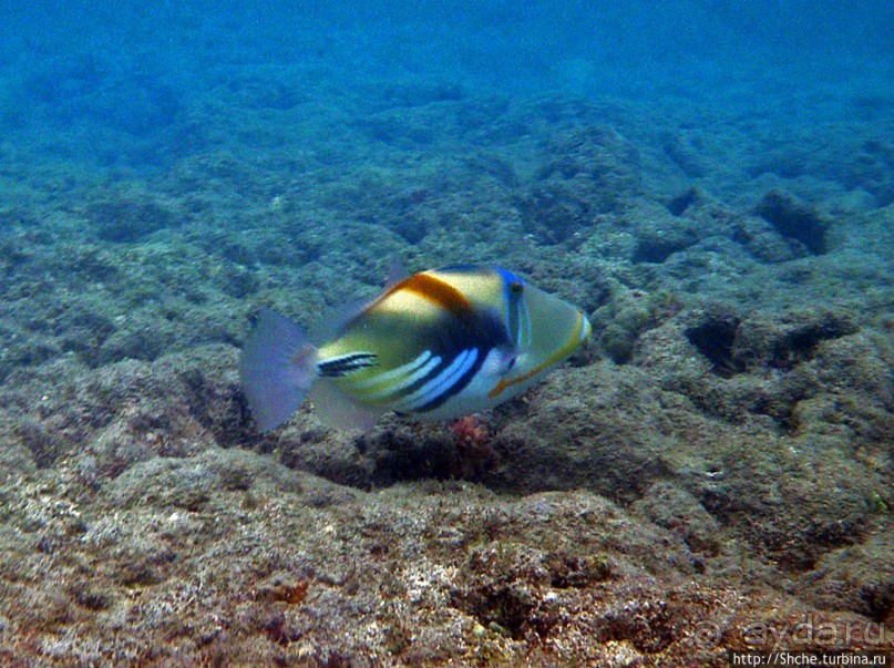 Обитатели Ханаума-Бей — рыбы, кораллы, ежи и... мы недолго