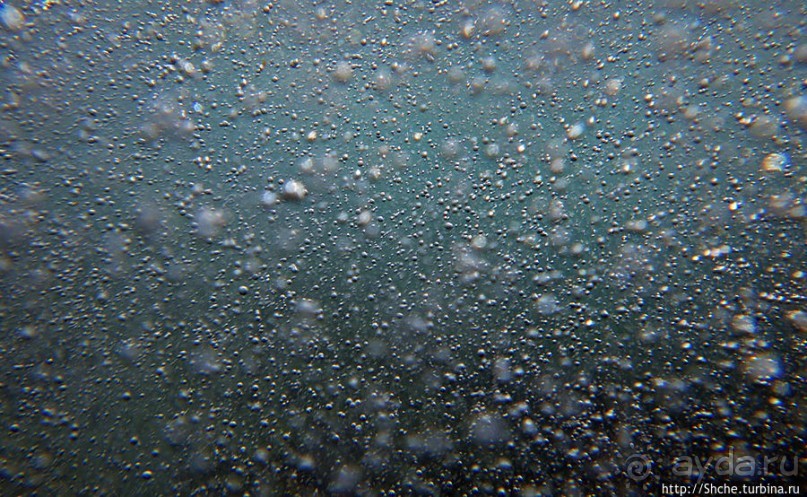 Обитатели Ханаума-Бей — рыбы, кораллы, ежи и... мы недолго