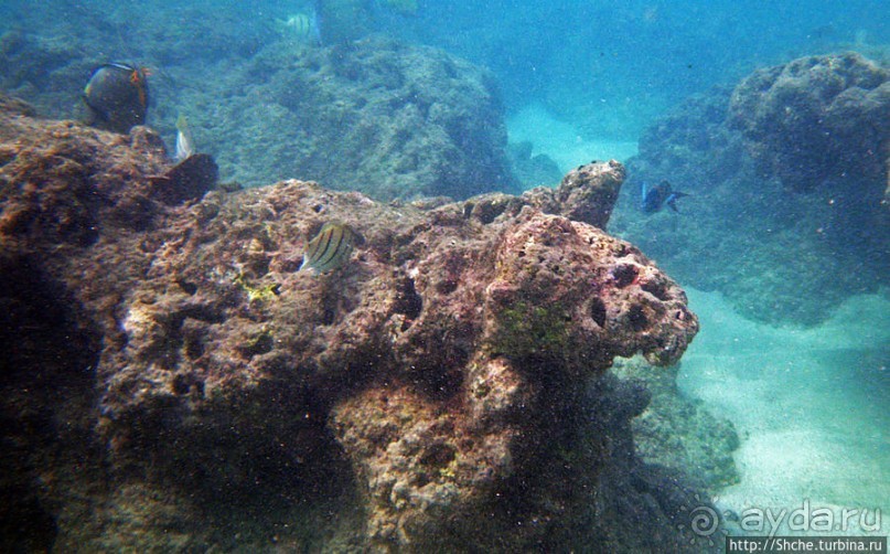 Обитатели Ханаума-Бей — рыбы, кораллы, ежи и... мы недолго