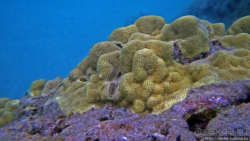 Обитатели Ханаума-Бей — рыбы, кораллы, ежи и... мы недолго