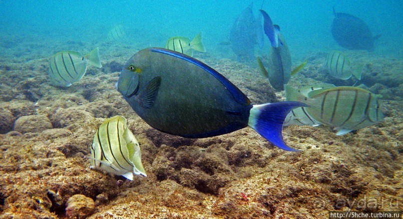 Обитатели Ханаума-Бей — рыбы, кораллы, ежи и... мы недолго