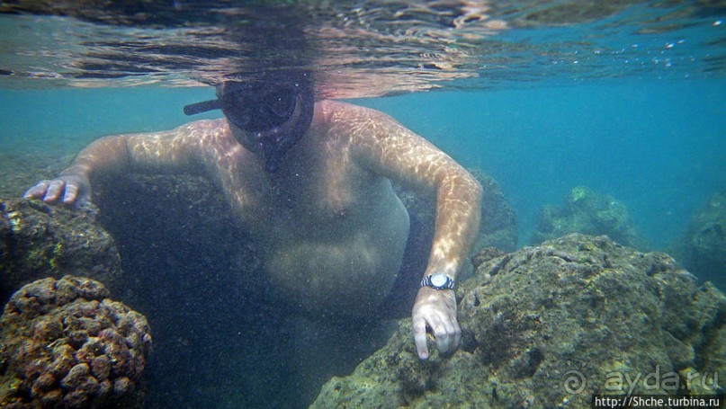 Обитатели Ханаума-Бей — рыбы, кораллы, ежи и... мы недолго